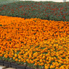 Annual Flats - 32 Count